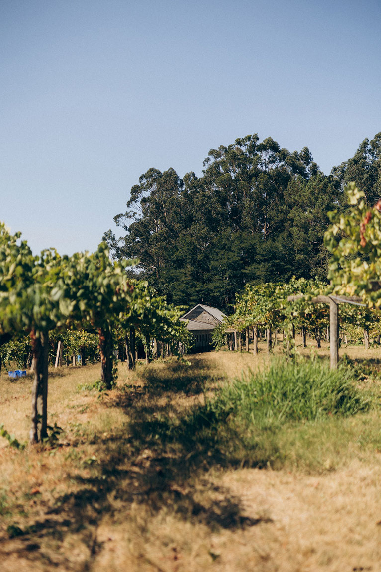Viñedo de albariño en la Quinta Gaviñeira, Condado do Tea con bodega al fondo.