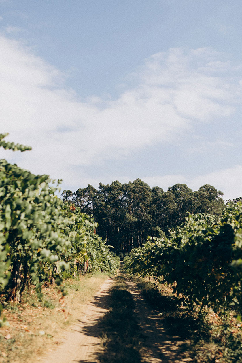 Viñedo de albariño en la Quinta Gaviñeira, Condado do Tea